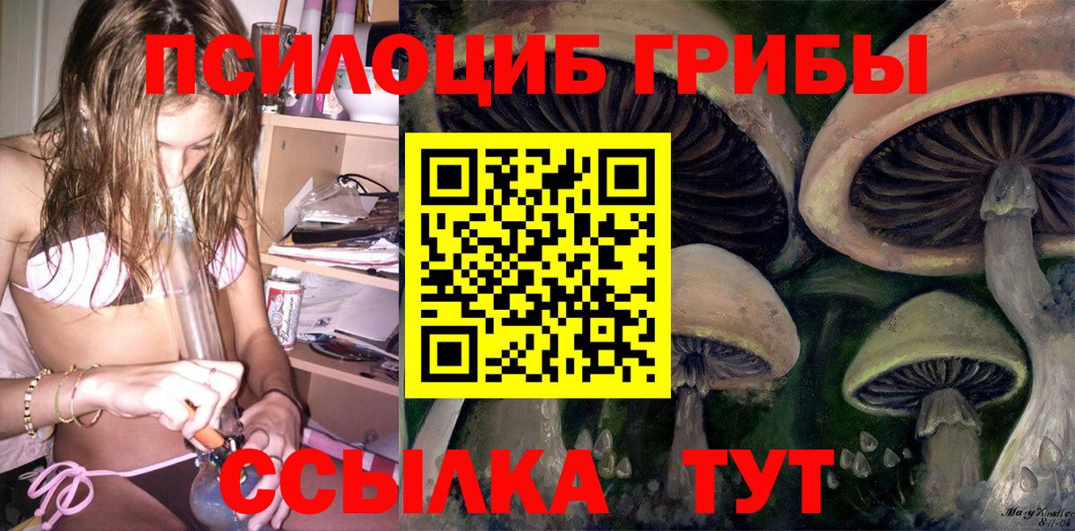Псилоцибиновые грибы Psilocybine cubensis Калининград